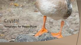  Presentation with rocks - PPT theme enhanced with graceful-goose-perched-on-lakeside background and a mint green colored foreground