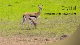  Presentation with light green - Colorful theme enhanced with graceful-light-antelope-is-thomson backdrop and a gold colored foreground