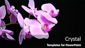  Presentation with orchid - Cool new presentation theme with graceful orchid backdrop and a black colored foreground