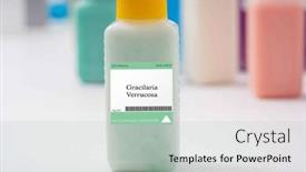  Presentation with food microbiology - Presentation theme featuring gracilaria-verrucosa-microalgae-a-red background and a light gray colored foreground