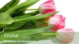  Presentation with pink gold glitter wedding anniversary - Presentation enhanced with graduation flowers - fresh pink tulips background and a tawny brown colored foreground