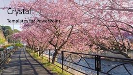  Presentation with sakura - Cool new presentation with graduation flowers - sakura in kawazu backdrop and a coral colored foreground