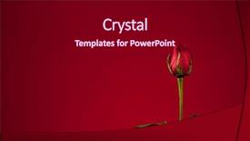  Presentation with red rose bush - Audience pleasing presentation theme consisting of graduation flowers - single red rose backdrop and a  colored foreground