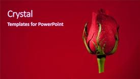  Presentation with bible red rose - Presentation featuring graduation flowers - single red rose background and a  colored foreground