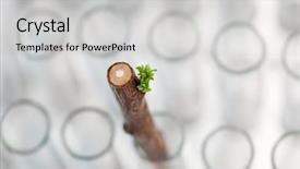  Presentation with apricot - Slides enhanced with graft - close-up of new small apricot background and a light gray colored foreground