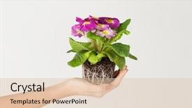  Presentation with hands holding - Colorful PPT theme enhanced with tender summer decor for a garden party backdrop and a light blue colored foreground