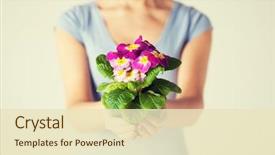  Presentation with hands holding a tree - Presentation theme having graft - close up of woman's hands background and a soft green colored foreground