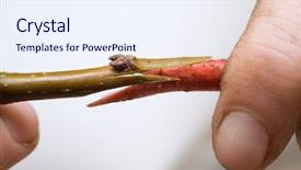  Presentation with share and connect - Amazing slides having graft - connect backdrop and a sky blue colored foreground