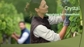  Presentation with grape - Slide deck having graft - couple pruning grape vines background and a tawny brown colored foreground