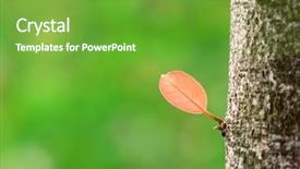  Presentation with old - Colorful theme enhanced with graft - new leaf on old bark backdrop and a tawny brown colored foreground