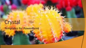  Presentation with succulents - Slides with graft - top grafting decorative succulents background and a yellow colored foreground