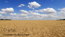  Presentation with agricultural - Colorful theme enhanced with grain-agricultural-field-under-blue backdrop and a gold colored foreground