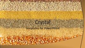  Presentation with grain corn - PPT layouts with grain corn - cereals - wheat barley millet background and a yellow colored foreground