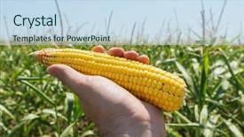  Presentation with grain corn - Audience pleasing PPT theme consisting of grain corn - golden maize in hand backdrop and a sky blue colored foreground