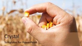  Presentation with maize - Theme consisting of grain corn - maize in hand over field background and a coral colored foreground