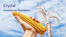  Presentation with maize - Presentation theme having grain corn - maize in hand background and a sky blue colored foreground