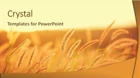  Presentation with grain corn - Beautiful presentation theme featuring grain corn - sunset field beautiful vibrant color backdrop and a cream colored foreground