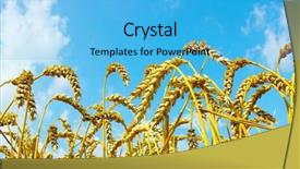  Presentation with sun blue sky and ocean - Theme consisting of grain corn - wheat close-up with sunny sky background and a light blue colored foreground