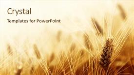  Presentation with grain corn - Presentation theme with grain corn - wheat field background and a cream colored foreground