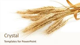  Presentation with grain corn - PPT theme with grain corn - wheat isolated on white background and a cream colored foreground