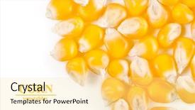  Presentation with grain corn - PPT theme featuring grain corn closeup background and a blonde colored foreground