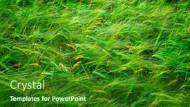  Presentation with wheat growing - Audience pleasing PPT layouts consisting of grain-field-wheat-growth-farming backdrop and a forest green colored foreground