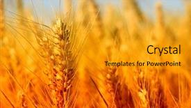  Presentation with blue sky - Colorful slide deck enhanced with grain group - wheat field against a blue backdrop and a gold colored foreground