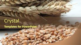  Presentation with wheat - PPT theme enhanced with grain-of-wheat-close-up background and a tawny brown colored foreground