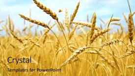  Presentation with harvest - Cool new slides with grain ready for harvest grow backdrop and a gold colored foreground