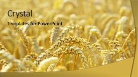  Presentation with grain corn - Cool new slides with grain ready for harvest growing backdrop and a yellow colored foreground
