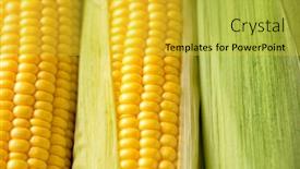  Presentation with corn - Theme consisting of grains of ripe corn close up background and a yellow colored foreground