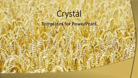  Presentation with summer wheat field blue - Colorful PPT theme enhanced with gramin es - fields of wheat backdrop and a  colored foreground
