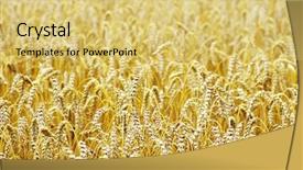  Presentation with end - Slide deck consisting of gramin es - fields of wheat background and a  colored foreground