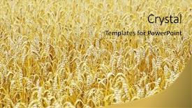  Presentation with summer wheat field blue - Cool new theme with gramin es - fields of wheat backdrop and a  colored foreground