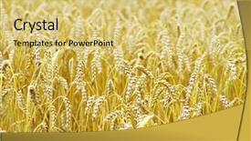  Presentation with summer wheat field blue - PPT theme enhanced with gramin es - fields of wheat background and a  colored foreground