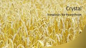  Presentation with summer wheat field blue - Presentation theme enhanced with gramin es - fields of wheat background and a  colored foreground