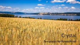  Presentation with rural - Audience pleasing presentation consisting of gramin es - norwegian rural landscape with ripening backdrop and a gold colored foreground