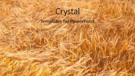  Presentation with field - Audience pleasing presentation theme consisting of gramin es - summer field with ripe golden backdrop and a  colored foreground
