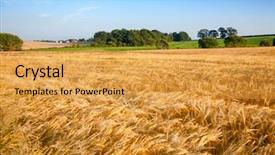  Presentation with rural - Presentation featuring gramin es - summer rural landscape with ripe background and a  colored foreground