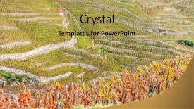  Presentation with vineyard - Amazing slide set having cru vineyard of cote roti backdrop and a yellow colored foreground