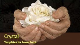  Presentation with white rose - Cool new presentation design with grand ma - very old hands holding white backdrop and a tawny brown colored foreground