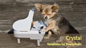  Presentation with piano - Audience pleasing slides consisting of chihuahua dog is playing on a toy piano on sunny stage backdrop and a tawny brown colored foreground