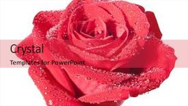  Presentation with rose flower - Slides having grand prix - red rose flower with path background and a red colored foreground