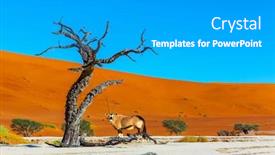  Presentation with tourism - Cool new slide deck with grand-trip-to-namibia-namib backdrop and a light gray colored foreground