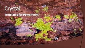  Presentation with trees - Presentation theme enhanced with granduer - cliffs with red canyons background and a tawny brown colored foreground