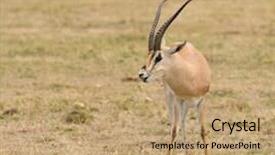  Presentation with name - Theme enhanced with grant's gazelle scientific name background and a  colored foreground