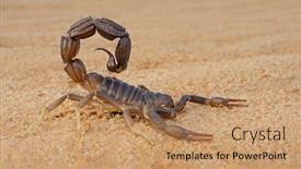  Presentation with kalahari - Presentation consisting of granulated-thick-tailed-scorpion-parabuthus background and a coral colored foreground