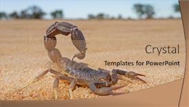  Presentation with kalahari - Amazing theme having granulated-thick-tailed-scorpion-parabuthus backdrop and a coral colored foreground