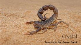  Presentation with kalahari - Colorful presentation enhanced with granulated-thick-tailed-scorpion-parabuthus backdrop and a coral colored foreground