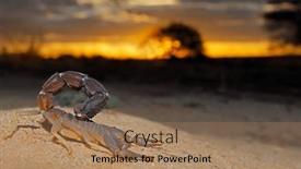  Presentation with south africa - PPT layouts enhanced with granulated-thick-tailed-scorpion-parabuthus background and a coral colored foreground